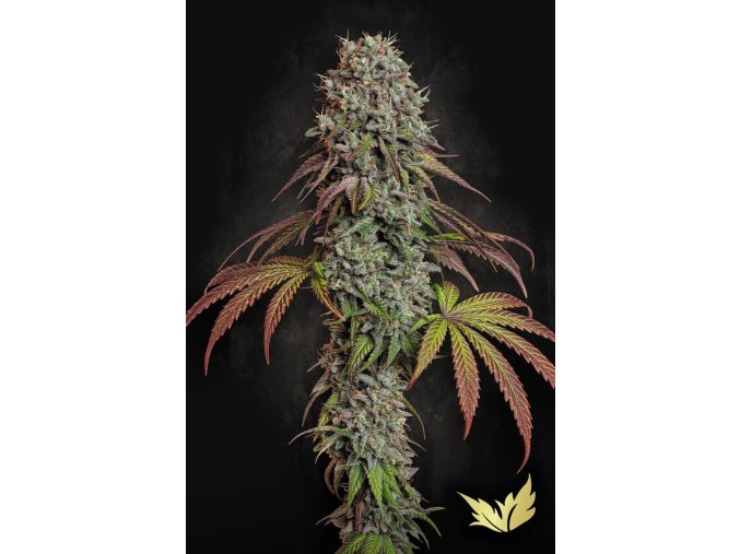 Blue Gem Paradise Seeds 2025