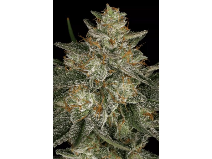 Dutch Kush Cannabis Seed