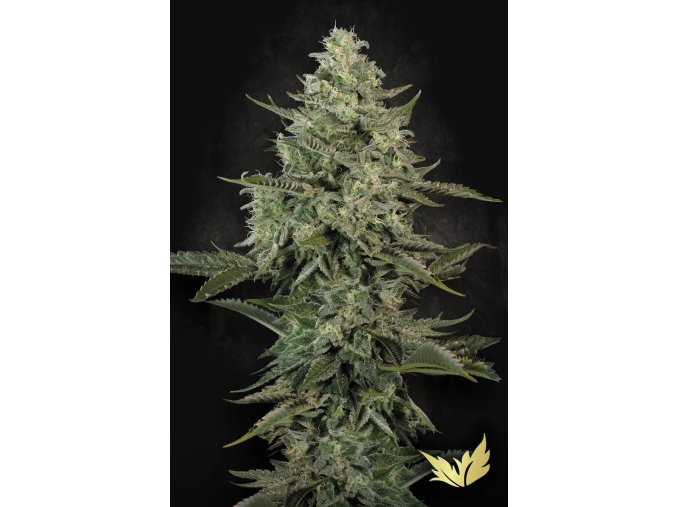 Mendo Creme Paradise Seeds 2025