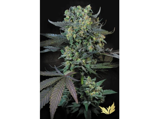 Momo Paradise Seeds