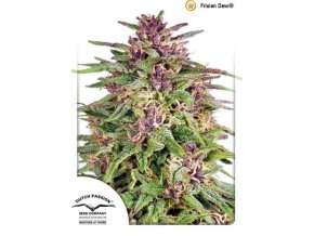 Screenshot 2025 03 27 at 10 49 01 Frisian Dew outdoor konopné semená (3ks) GROWER.sk