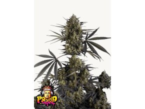 Screenshot 2025 04 03 at 14 34 51 Buy Pound Cake Auto™ Cannabis Seeds Fast Buds