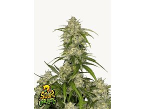 Screenshot 2025 04 03 at 14 47 26 Buy Sour Jealousy Auto™ Cannabis Seeds Fast Buds