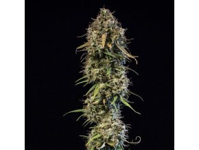 haze berry automatic