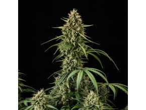 purple lemonade automatic