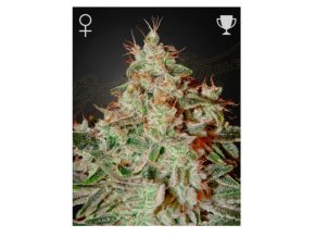 Screenshot 2025 08 06 at 10 16 55 Lemon Skunk 3 ks GROWER.sk