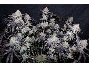 2e15c5a87d05fb4fcbb8b2b1a4acac11