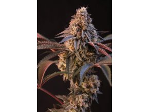 53c3d286c80ba3e040762e7f1f56c358