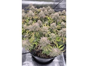 115812e5930cfcb7ec722a65f4dafc6d