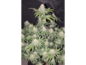 4c34e6c056baa6045c6db699773271df