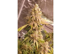 733f641d7d35c2c518ced5480b2bcea2