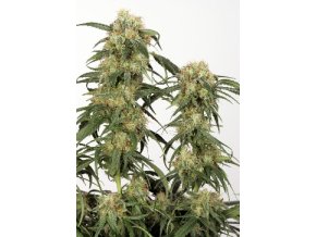 Pamir Gold 5 db