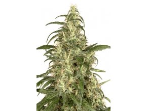 Skunk#11 - 5 db