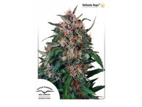Hollands Hope 10 db Reguler