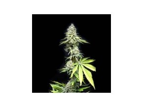 CBD Critical Mass 5ks Fem