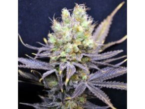 CBD Nordle 5db Fem