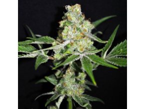 CBD Outdoor mix 5db Fem
