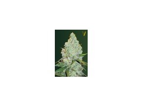 Amnesia Haze 10 db Victory magok