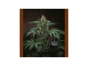 T.H Seeds Bubblegum 10 ks