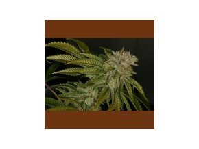 T.H Seeds MK Ultra 10 db