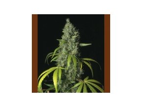 T.H Seeds S.A.G.E. 5 db