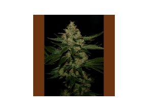 T.H Seeds Underdawg OG 10 db