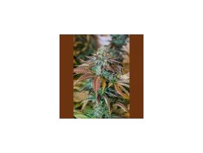 Humboldt lemon kush headband 5 ks