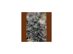 Humboldt lila trainwreck 3 db