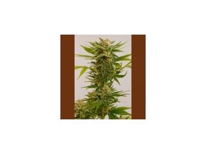 Humboldt Sour Diesel #2 - 5 ks