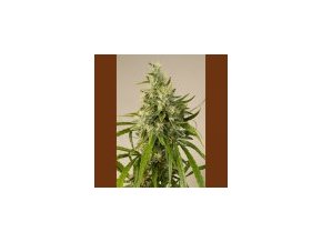 Humboldt Trainwreck 5 ks