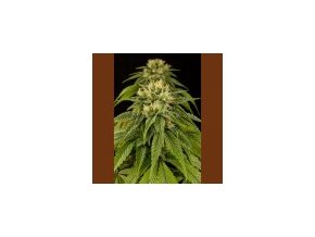 Humboldt Lemon Juice Express Auto 3 ks