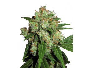 Sensi Skunk 5 db