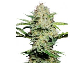 Sensi Skunk 5 db autó