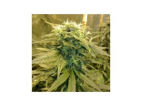 Resin seeds Dieseltonic 3 ks