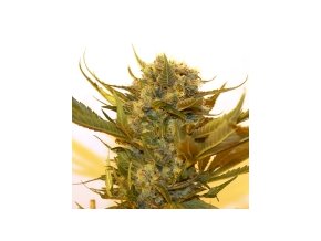 Resin seeds Sour P 3 ks