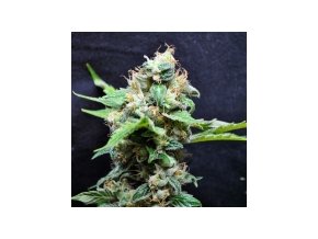 Resin seeds Yummy 10 ks