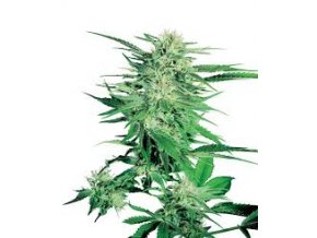 Big Bud 10 db