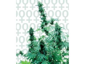 Early Skunk 5 db