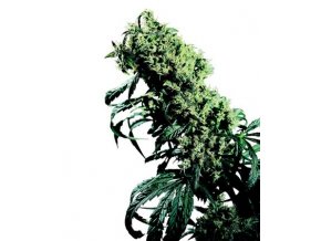 Northern Lights #5 x Haze - 5 db