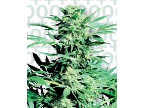 Shiva Skunk 10 db