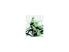Silver Haze #9 - 5 db