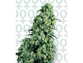 Skunk 1 - 5 db