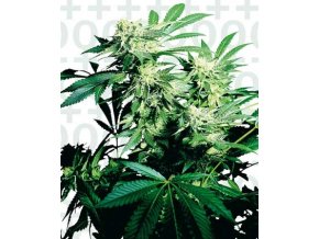 Skunk Kush 10 ks