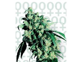 Super Skunk 5 db