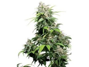 California Indica 10 ks Reguler