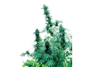 Early Skunk 10 db Reguler