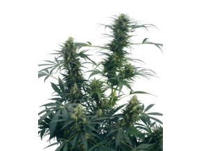 Guerrilla`s Gusto 10 db Reguler