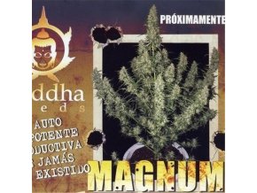 Buddha Magnum 50 ks