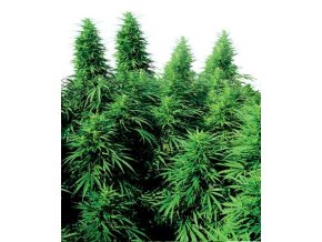 Ruderalis Skunk 10 db Reguler