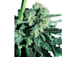 Sensi Skunk 10 db Reguler